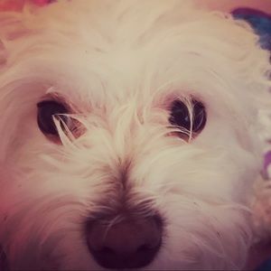 Meet your Posher, Carolina